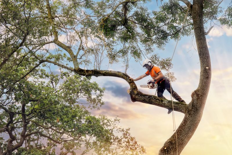 Arborist Climbing