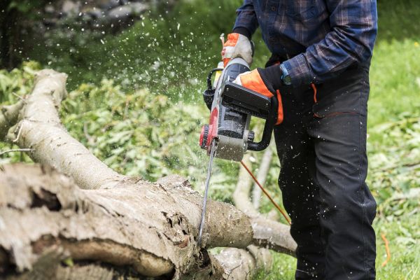Cost of Branch Removal Service in Gainesville