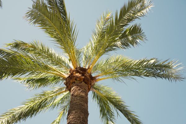 Palm Tree Pruning in Gainesville