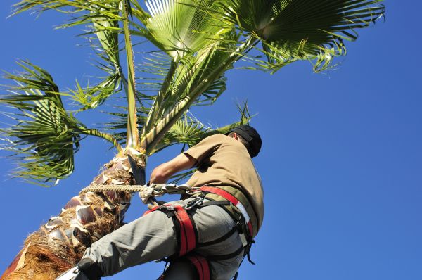 Palm Tree Trimming in Gainesville