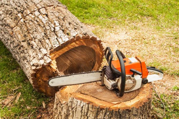 Tree Cutting Service in Gainesville