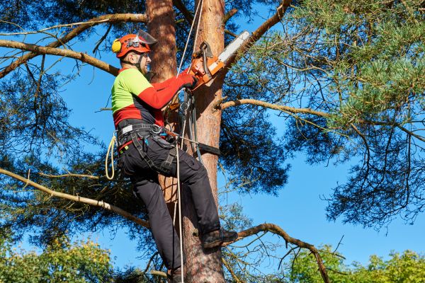 Tree Service in Gainesville