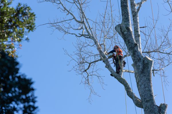 Cost of Tree Topping Service in Gainesville