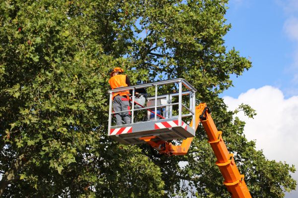 Commercial Tree Service in Gainesville