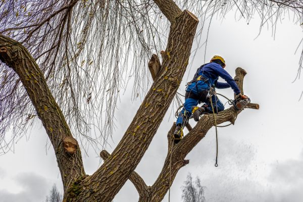 Cost of Tree Maintenance Service in Gainesville