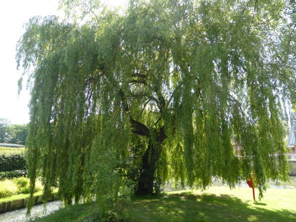 Cost of Willow Tree Trimming in Gainesville