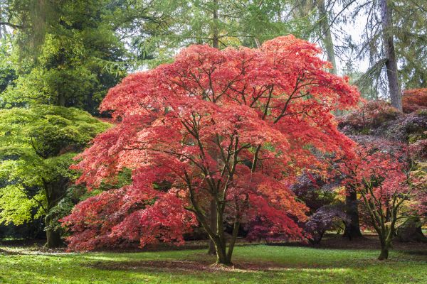 Japanese Maple Pruning in Gainesville
