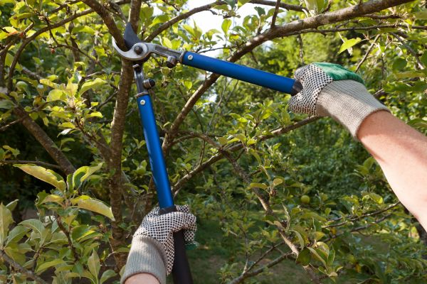 Cost of Residential Tree Pruning in Gainesville