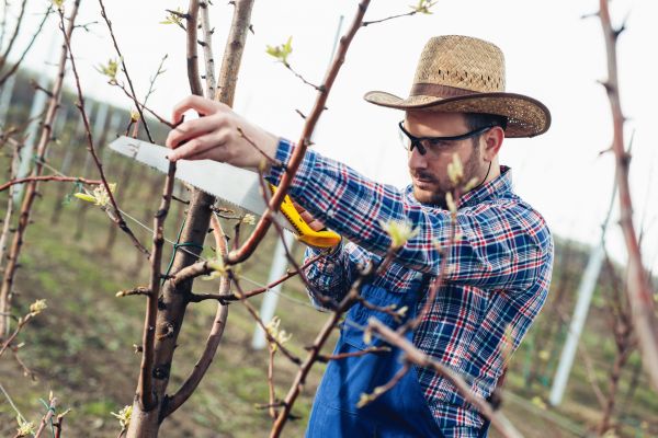 Cost of Orchard Tree Pruning in Gainesville
