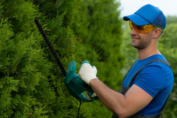 Cost of Tree Shaping Service in Gainesville