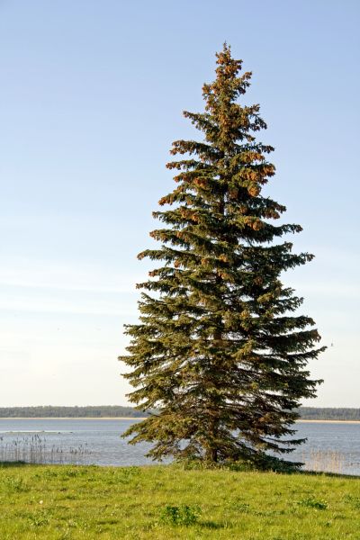 Cost of Spruce Tree Pruning in Gainesville