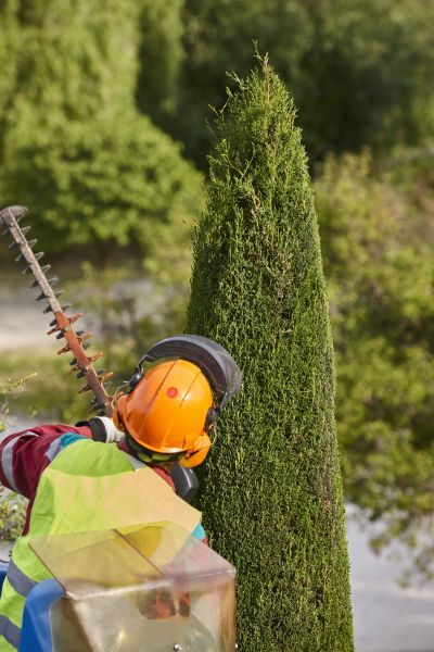 Cost of Cypress Tree Trimming in Gainesville