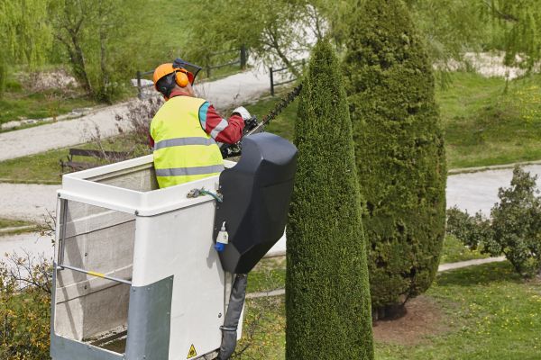 Cost of Cypress Tree Pruning in Gainesville