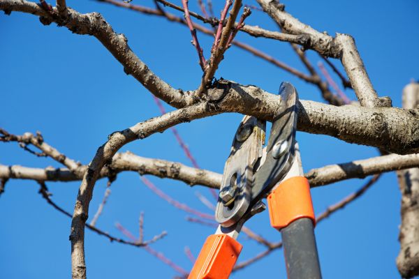 Cost of Elm Tree Pruning in Gainesville