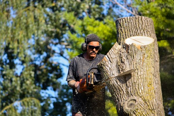 Cost of Ash Tree Pruning in Gainesville