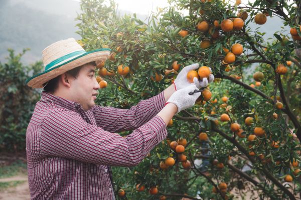 Cost of Orange Tree Pruning in Gainesville