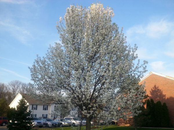 Cost of Bradford Pear Tree Pruning in Gainesville