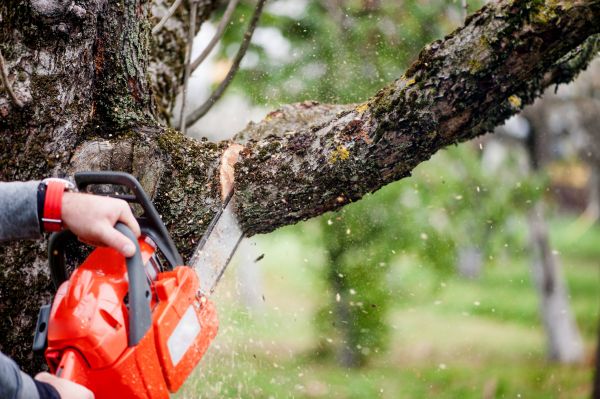 Cost of Branch Cutting Service in Gainesville