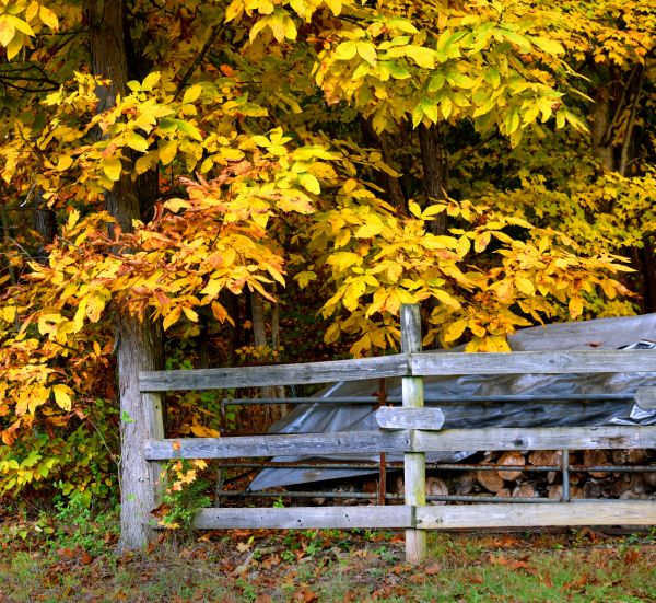 Cost of Hickory Tree Pruning in Gainesville