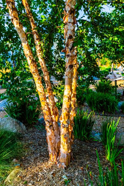 Cost of River Birch Trimming in Gainesville