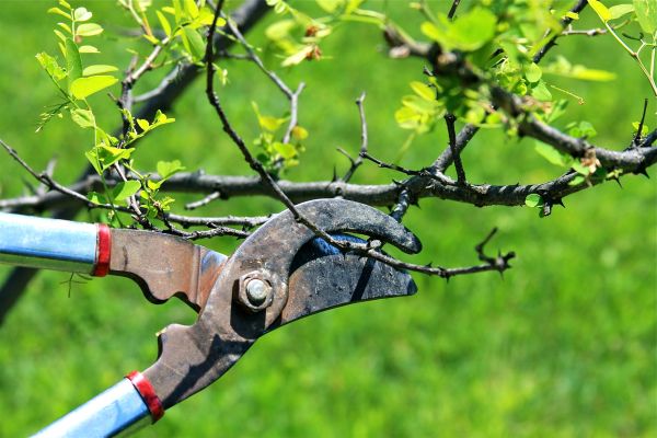 Cost of Branches Pruning in Gainesville