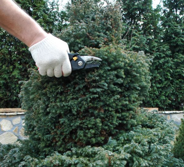 Cost of Ornamental Tree Trimming in Gainesville