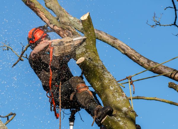 Tree Trimming Service in Gainesville