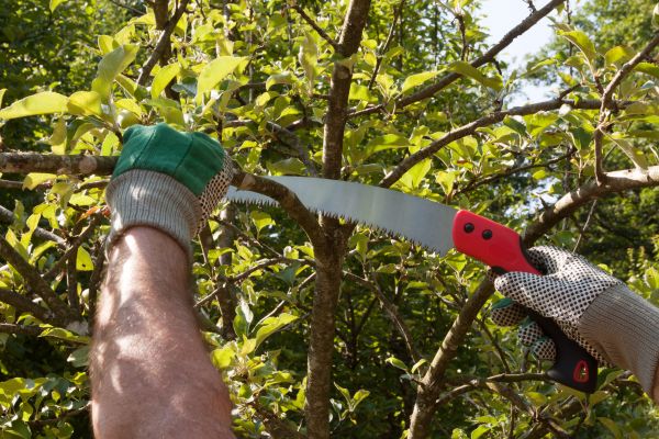 Apple Tree Trimming in Gainesville